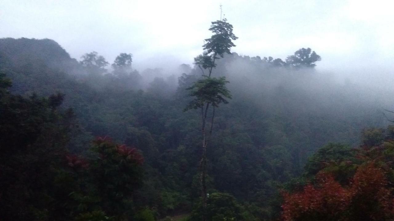 Forest Tangkahan