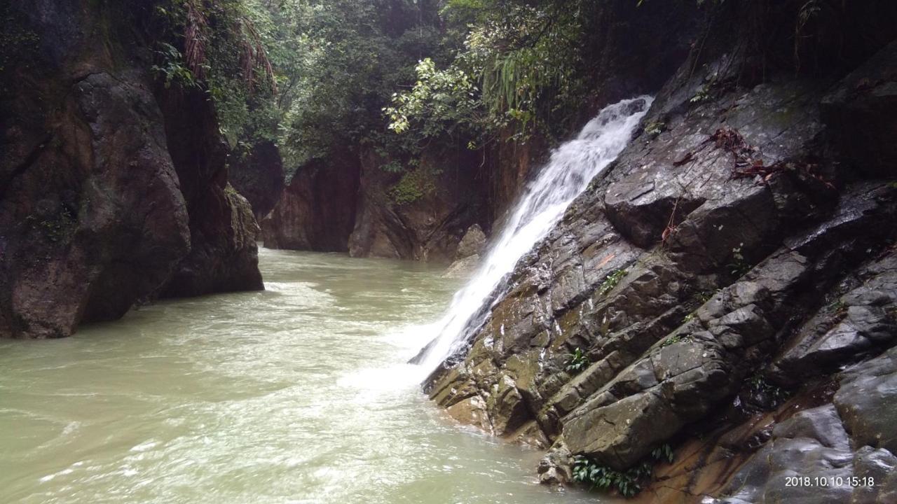 Forest * Tangkahan